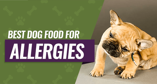 Best Dog Foods For Allergies