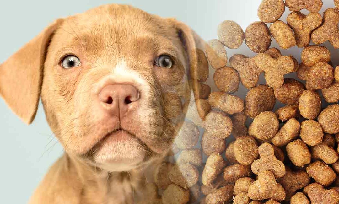Best Dog Foods For Pitbull