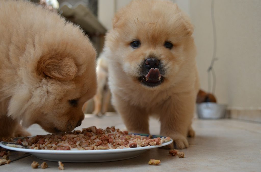 15 Best Dog Foods For Puppies for Healthy Living
