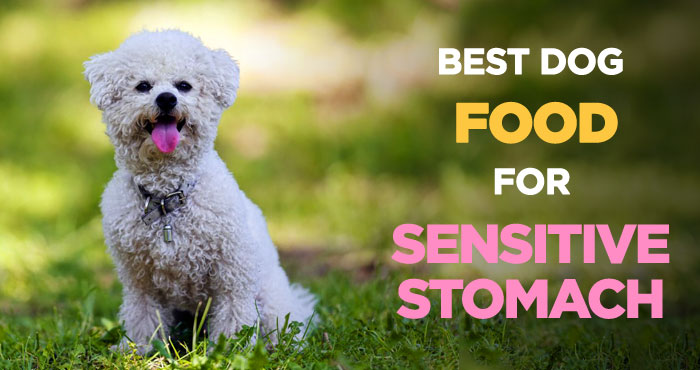 Best Dog Foods For Sensitive Stomachs