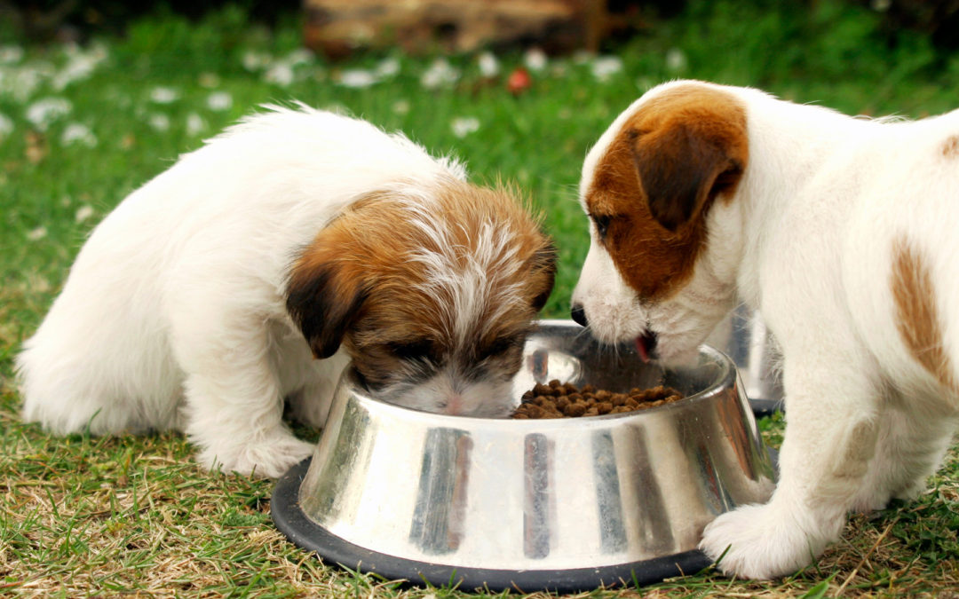 Dog Food – An In-depth Guide To Make The Right Choice