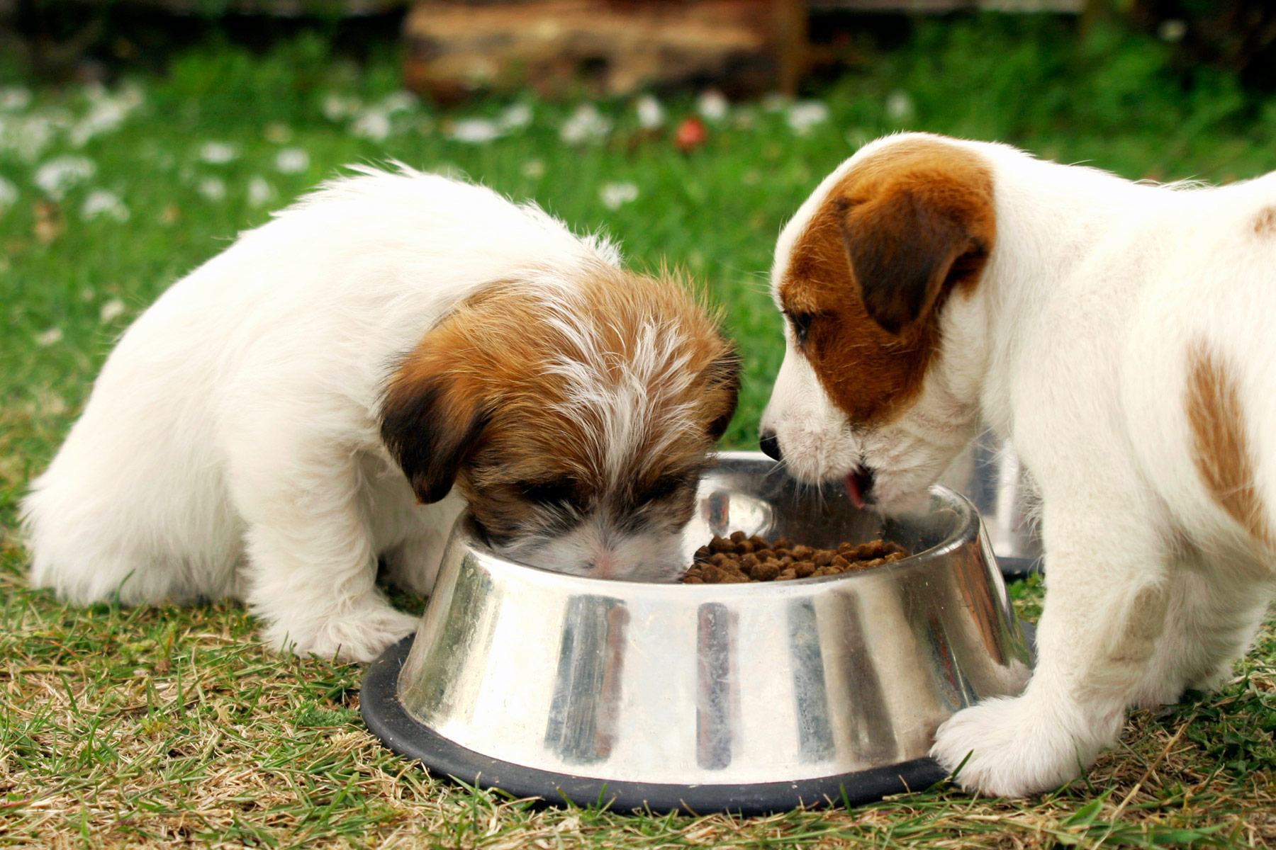 Dog Food – An In-depth Guide To Make The Right Choice
