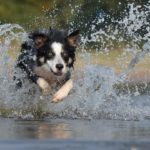 Best Dog Foods For Active Dogs