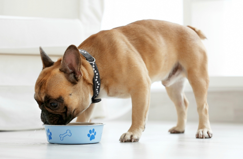 Dog Foods For American Bulldogs