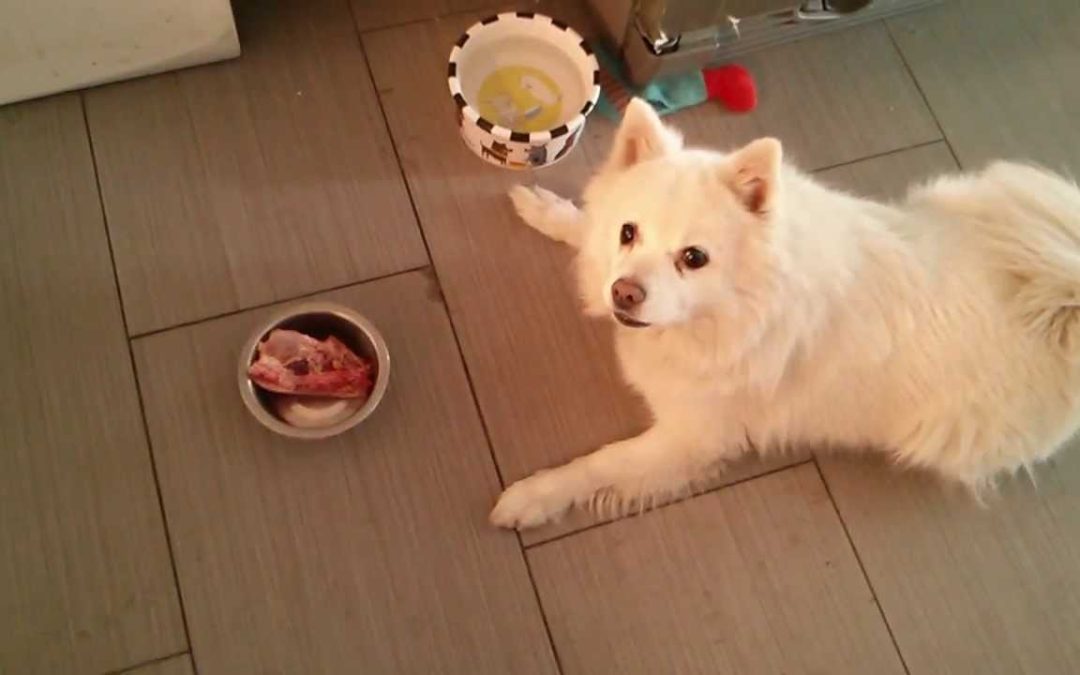 12 Best Dog Foods For American Eskimo in 2022