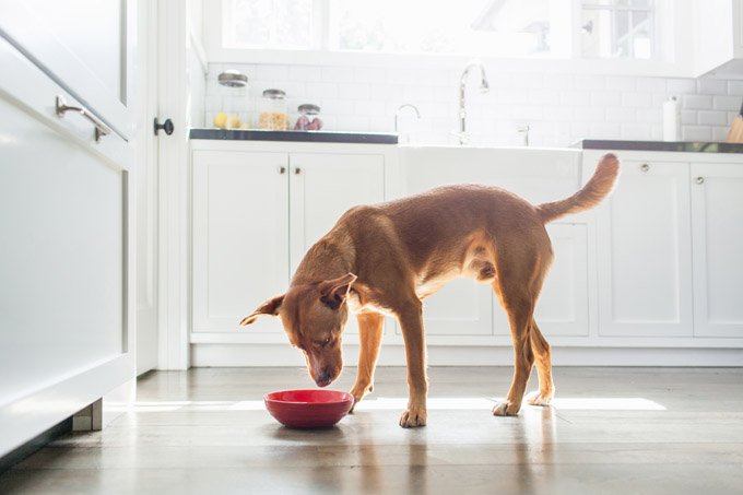 Best Dog Foods for Adult Dogs